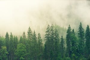 forest for virtual background
