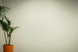 blank office wall with plant on side image to use for virtual background