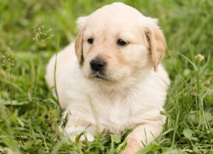 photo of dog to use for virtual backgrounds